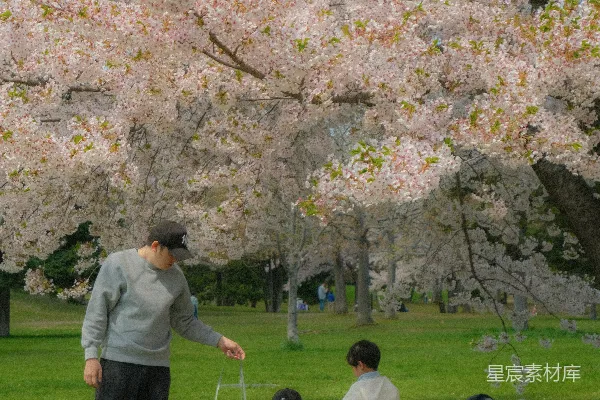 高清摄影 樱花下的家庭野餐