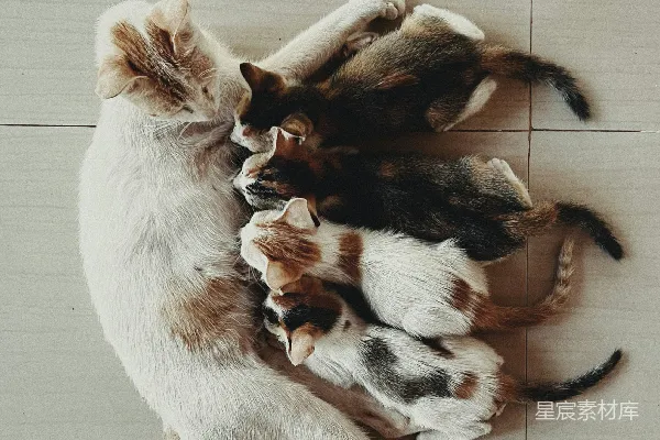 高清摄影 温馨的猫咪家庭