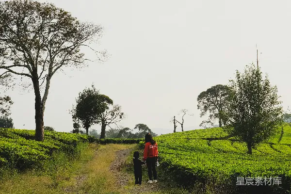高清摄影 茶田漫步，亲子时光