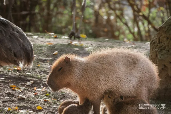 高清摄影 水豚妈妈与幼崽