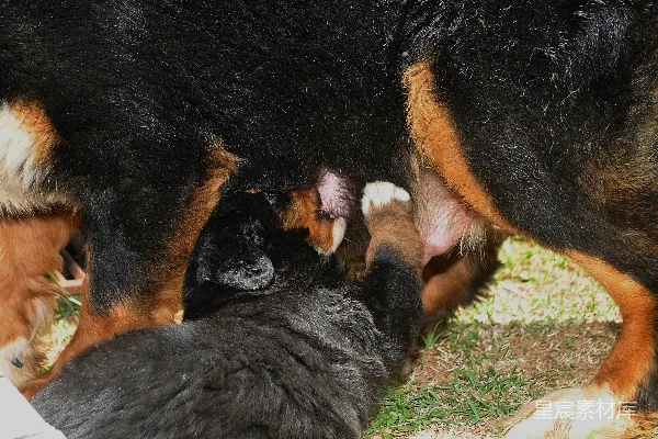 高清摄影 母犬喂养幼崽