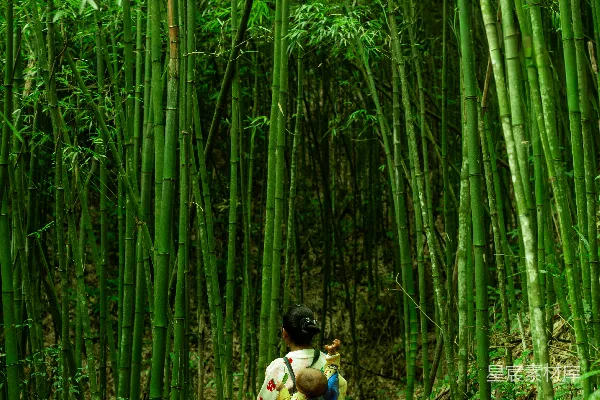 高清摄影 竹林中的母子背影