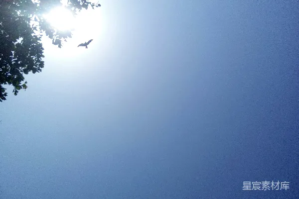 高清摄影 晴空万里与飞鸟