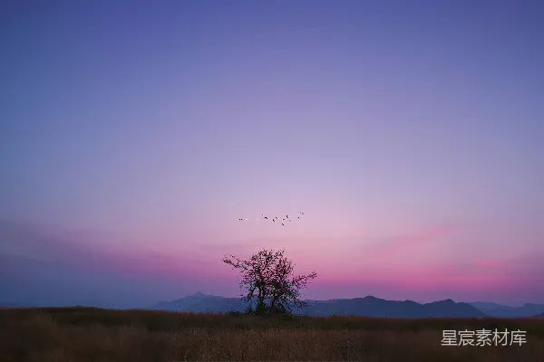 高清摄影 日落时的孤独树