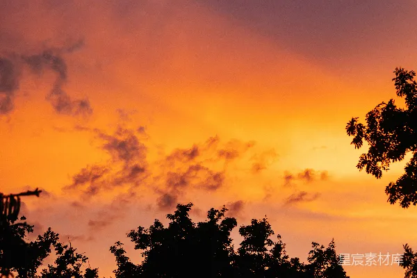 高清摄影 夕阳西下，树影剪影