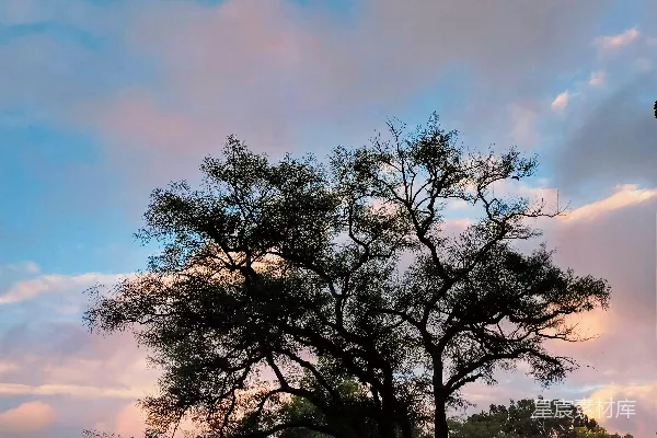 高清摄影 夕阳下的树影