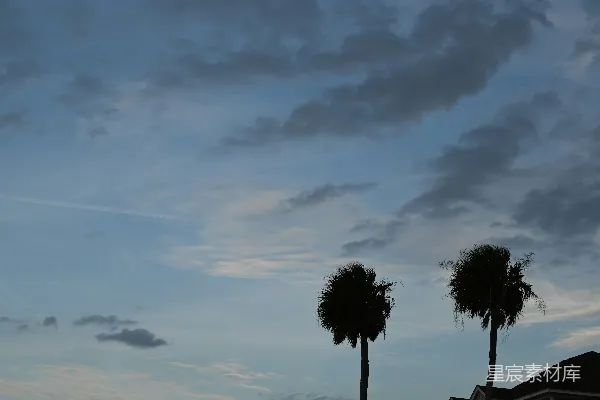 高清摄影 黄昏下的棕榈树剪影