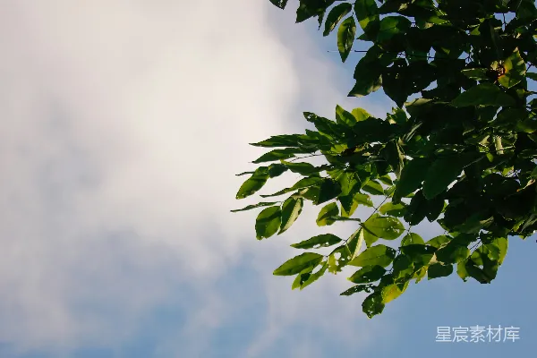 高清摄影 树叶与蓝天