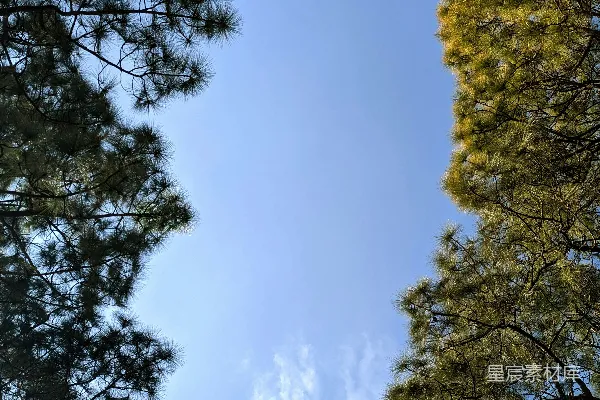 高清摄影 林间仰望蓝天