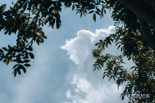 高清摄影 树梢与蓝天