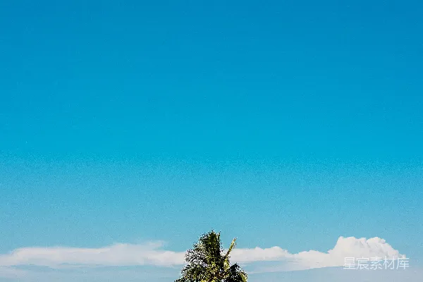 高清摄影 蓝天下的椰子树