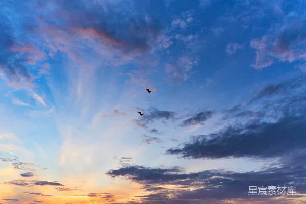 高清摄影 夕阳下的飞翔