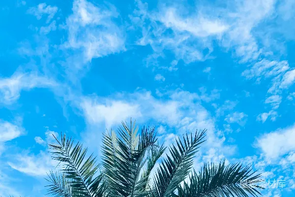 高清摄影 蓝天白云下的椰树