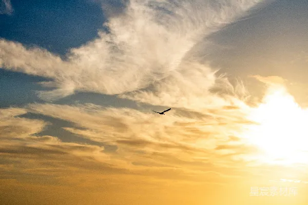 高清摄影 夕阳下的飞行剪影
