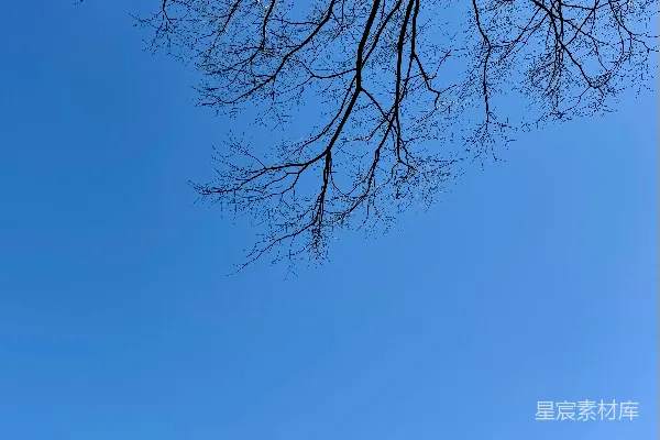 高清摄影 枝叶与蓝天