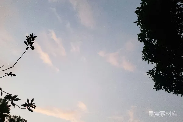 高清摄影 夕阳下的树影