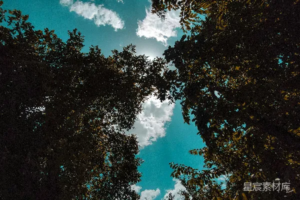 高清摄影 林间的天空