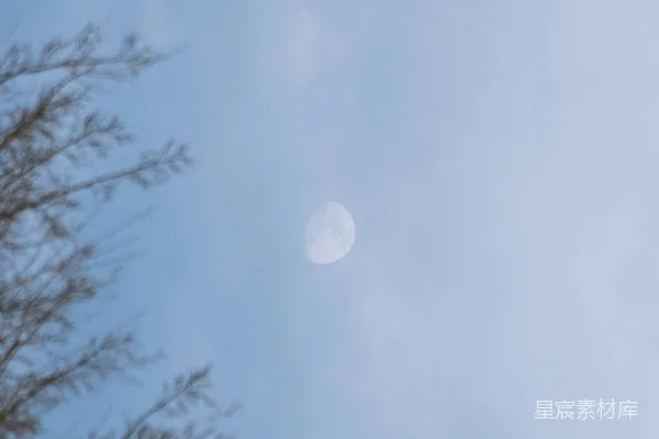 高清摄影 天空中的弯月与树枝