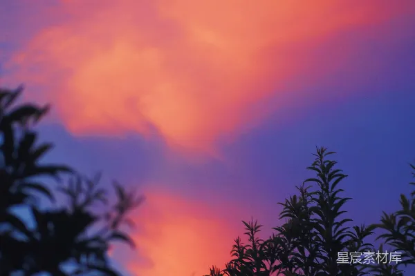 高清摄影 夕阳下的树影