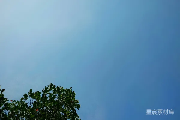 高清摄影 蓝天下的树梢