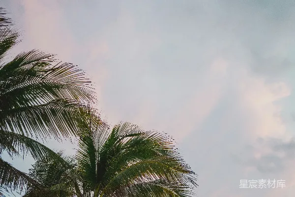 高清摄影 椰子树下的宁静天空
