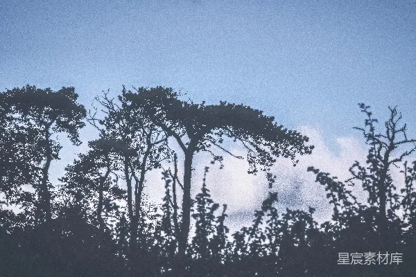 高清摄影 幽谧森林剪影