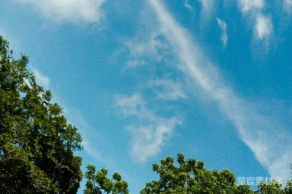 高清摄影 蓝天白云与树梢