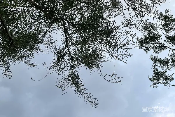 高清摄影 仰望松树与天空