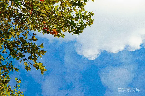 高清摄影 秋日蓝天下的树叶
