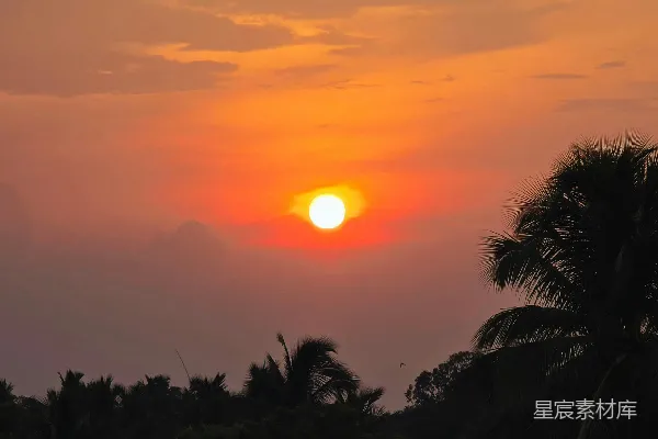高清摄影 夕阳下的椰树剪影