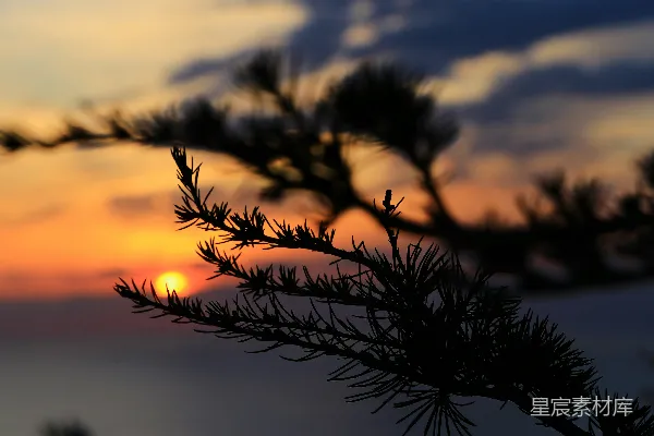 高清摄影 夕阳下的松枝剪影