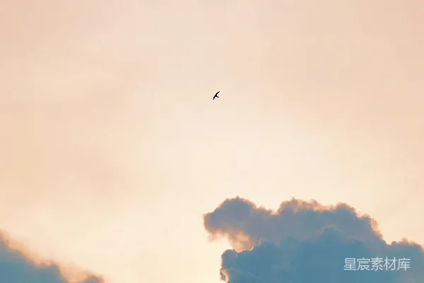 高清摄影 日落时的鸟与云