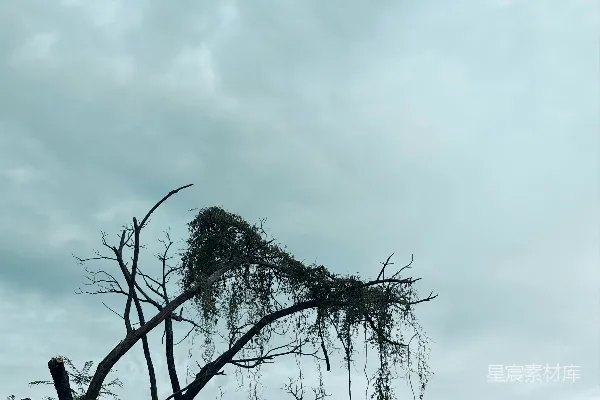 高清摄影 被藤蔓缠绕的枯树