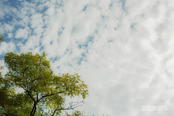 高清摄影 天空下的绿树
