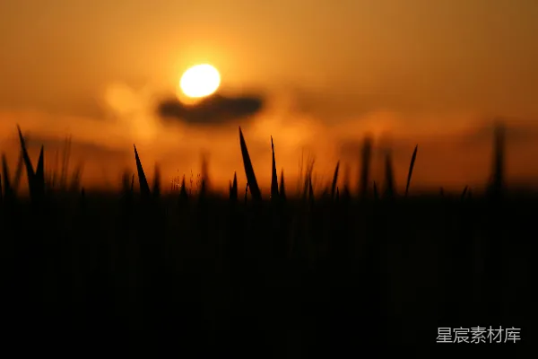 高清摄影 夕阳下的麦田剪影