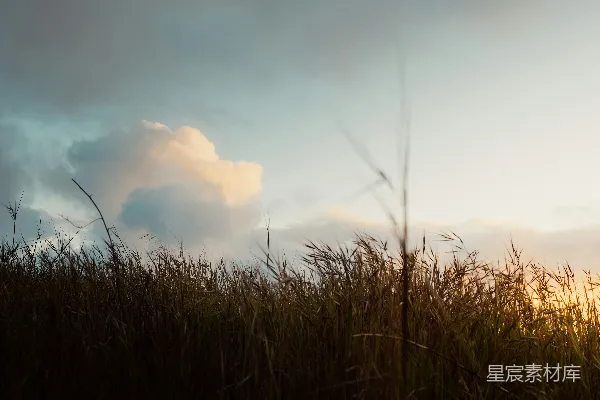 高清摄影 夕阳下的草丛