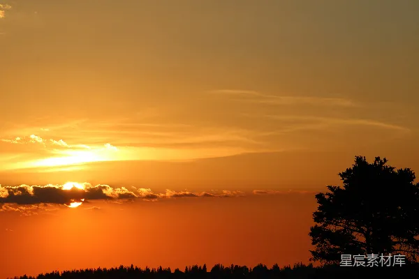 高清摄影 夕阳西下，树影剪影
