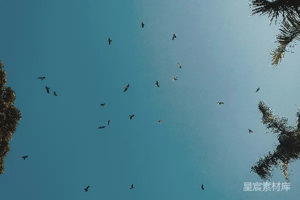 高清摄影 蓝天下的鸟群