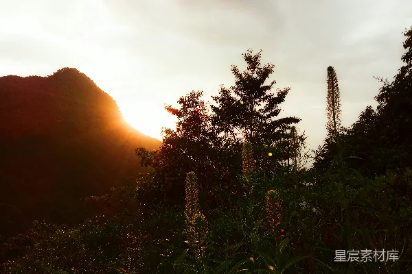 高清摄影 夕阳下的山间植物