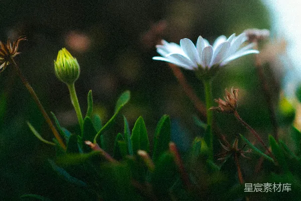 高清摄影 初绽的雏菊