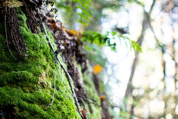 高清摄影 森林中的苔藓与蕨类