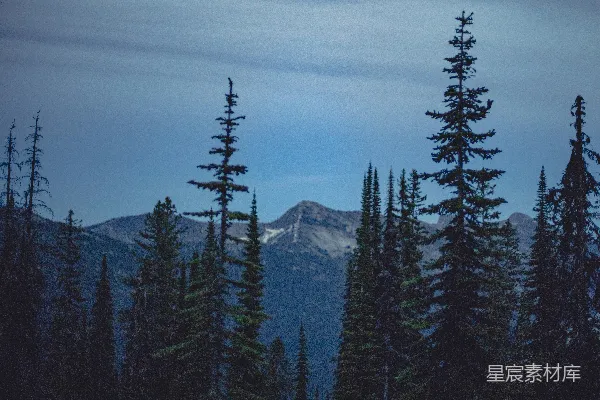 高清摄影 山间松林的宁静时光