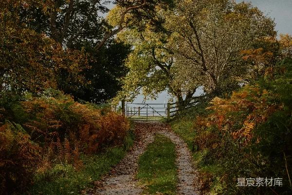 高清摄影 秋日林间小道