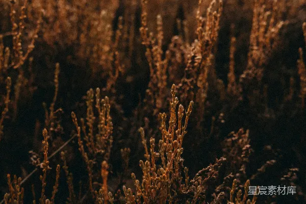 高清摄影 夕阳下的枯草