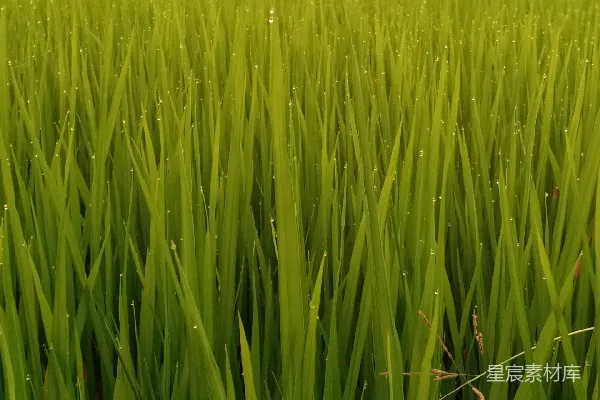 高清摄影 晨露中的稻田