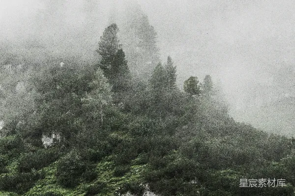 高清摄影 雾中的森林