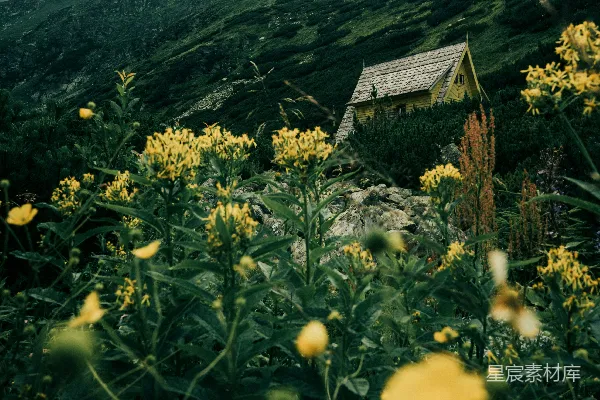 高清摄影 山间小屋与野花