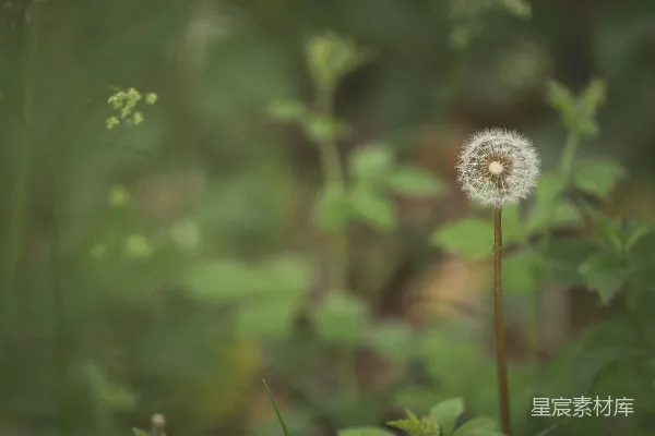 高清摄影 蒲公英的静谧时光