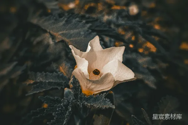 高清摄影 沙漠中的白色花朵