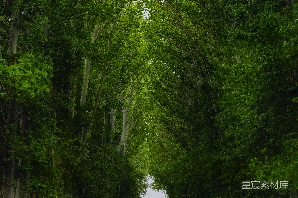 高清摄影 绿意盎然的林荫道